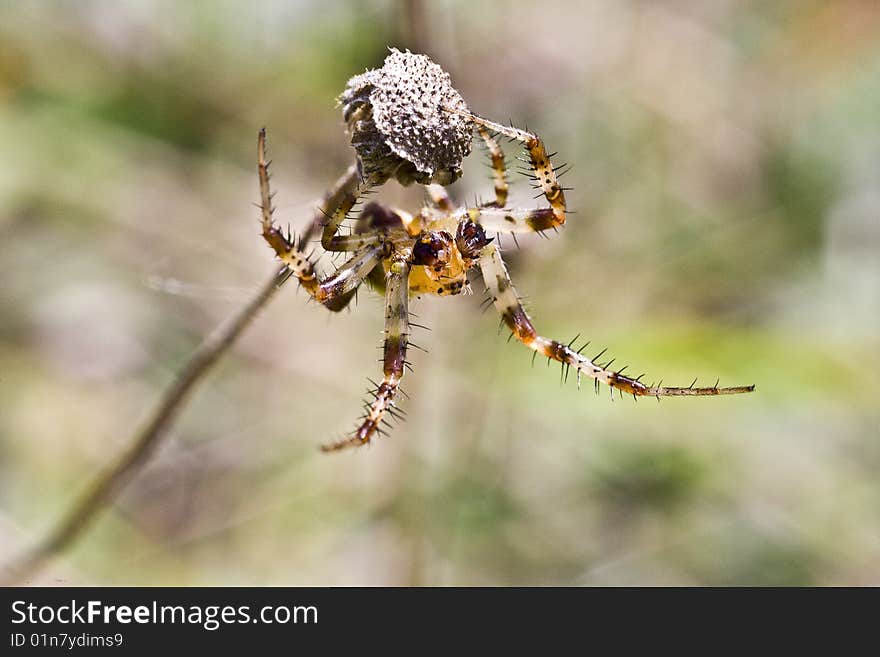 Spider of embrace