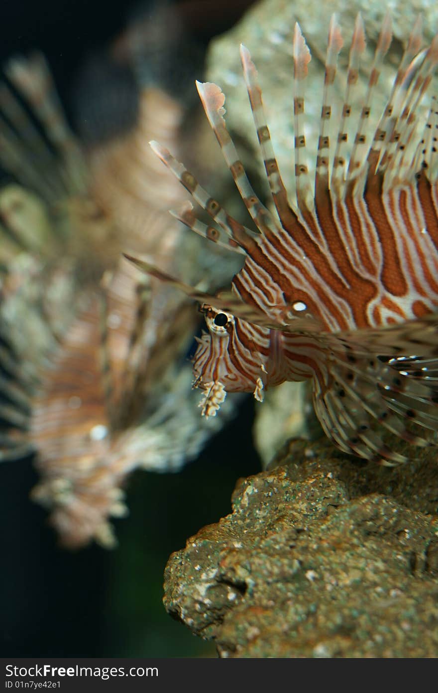 Lionfishs is a exotic fish is in coral reefs. Lionfishs is a exotic fish is in coral reefs