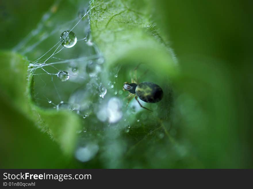 A spider hides from the rain in a coneflower leaf after she used her web to curl it into a shelter. A spider hides from the rain in a coneflower leaf after she used her web to curl it into a shelter.