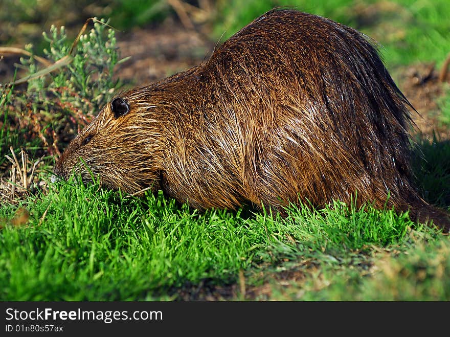 A big brown rodent eating grass. A big brown rodent eating grass