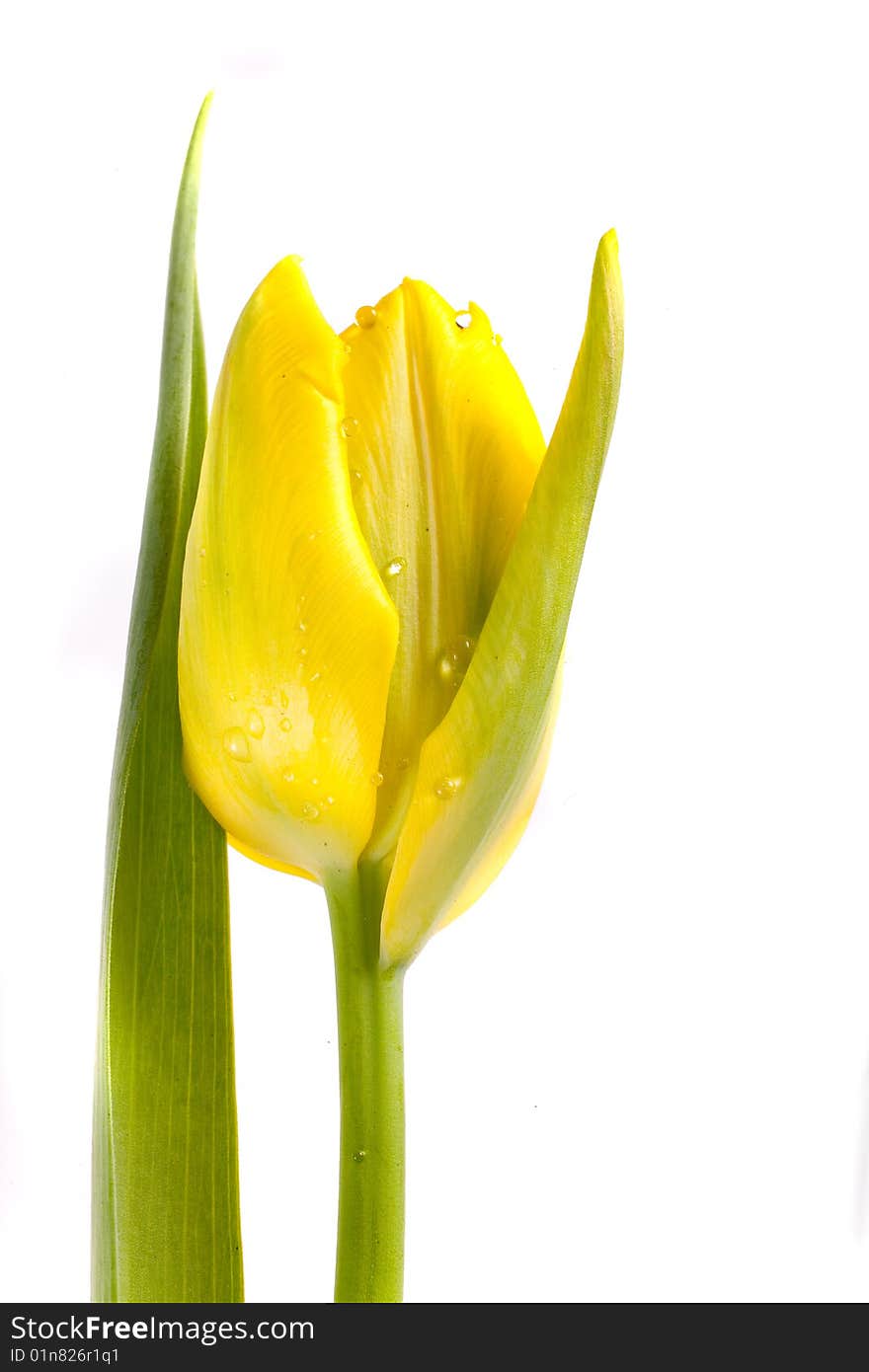 Tulip