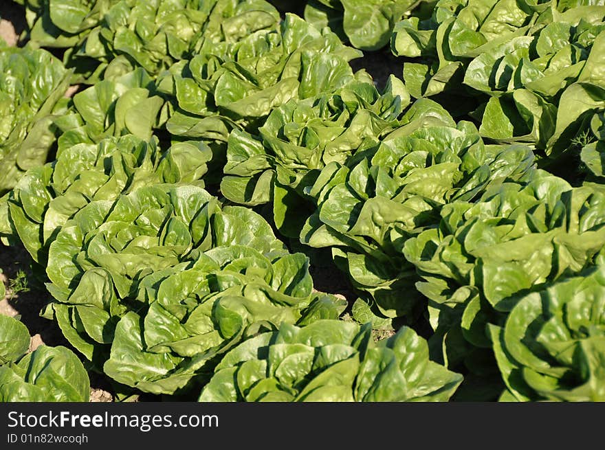 Cabbage lettuce in diagonal rows. Cabbage lettuce in diagonal rows