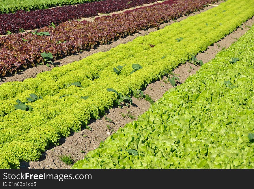 Lettuce in rows