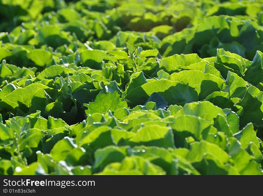 Whole lettuce particulary in counterlight