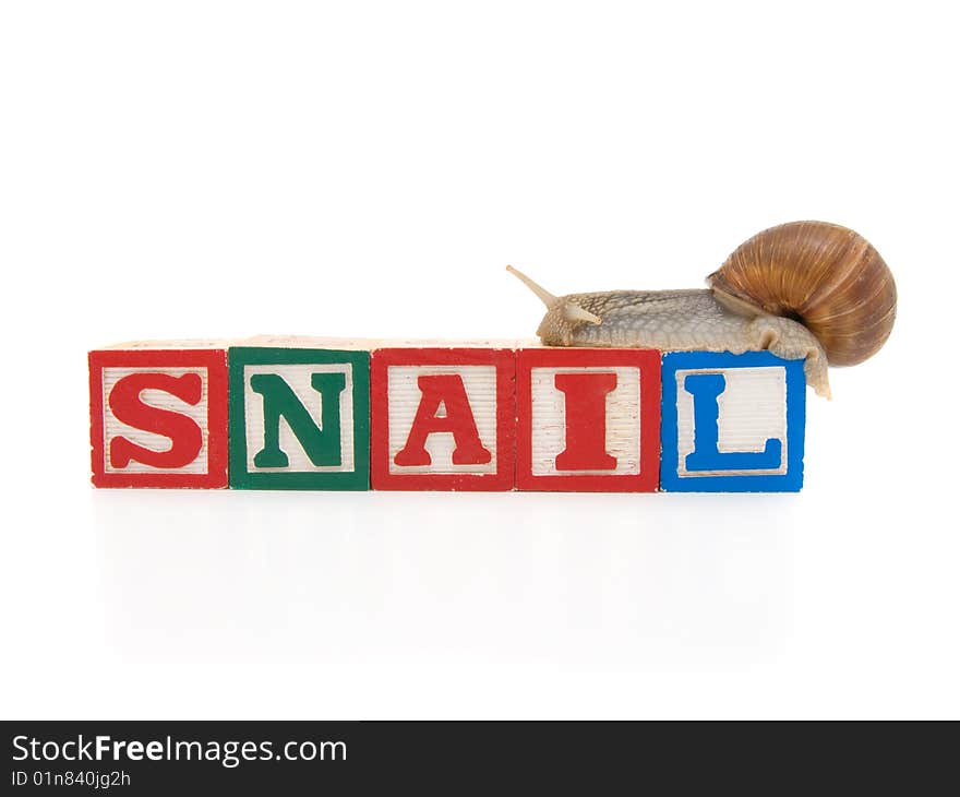 Wooden blocks with snail