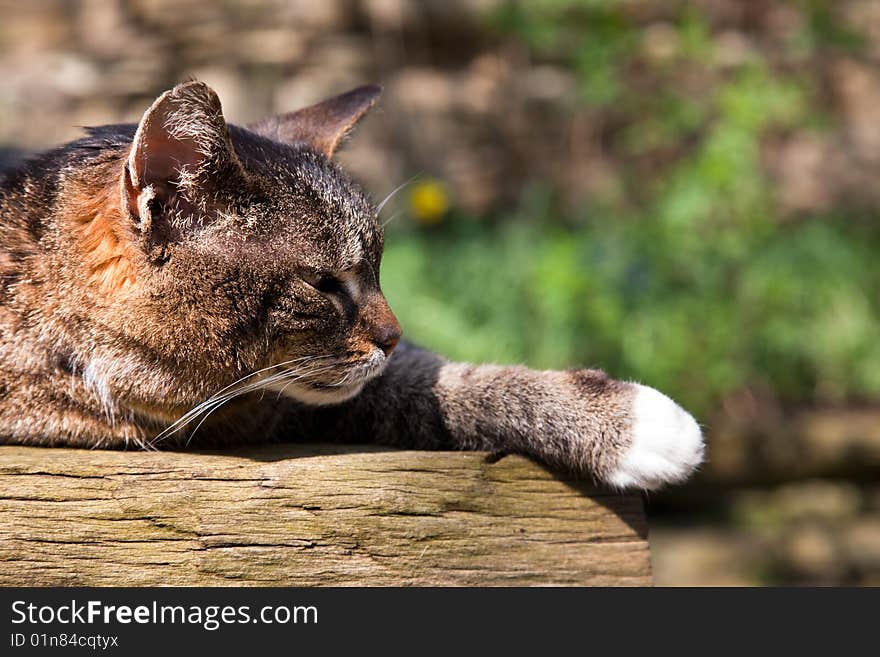 Sleeping cat on wooden table in sunlight