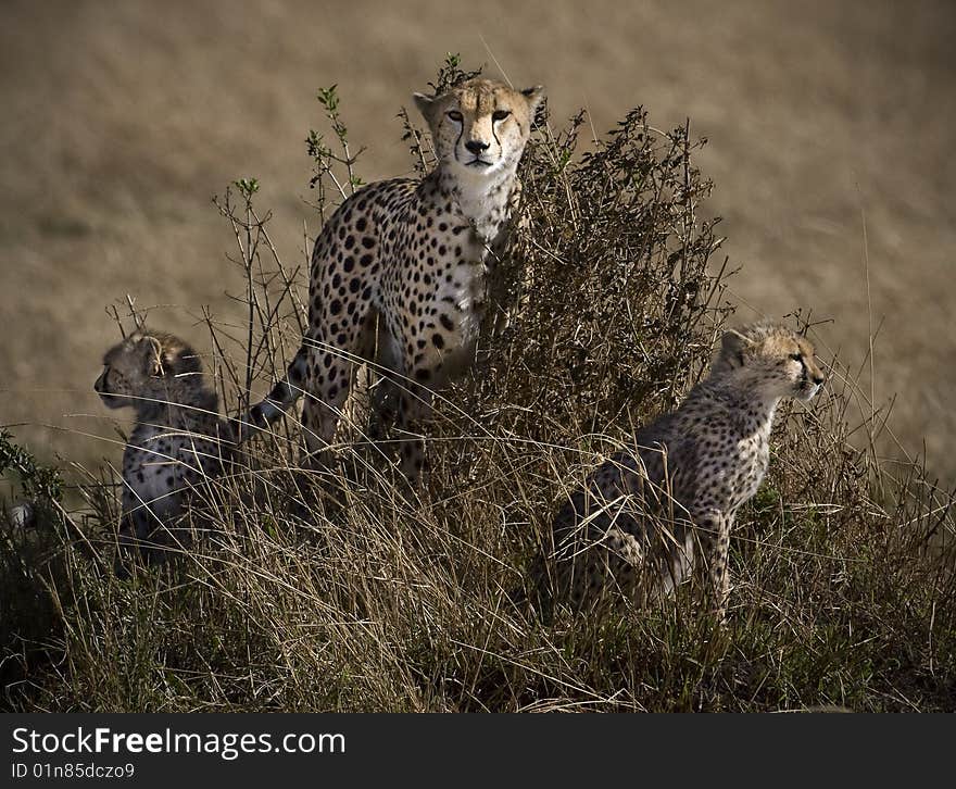 Leopard family surveying the bush