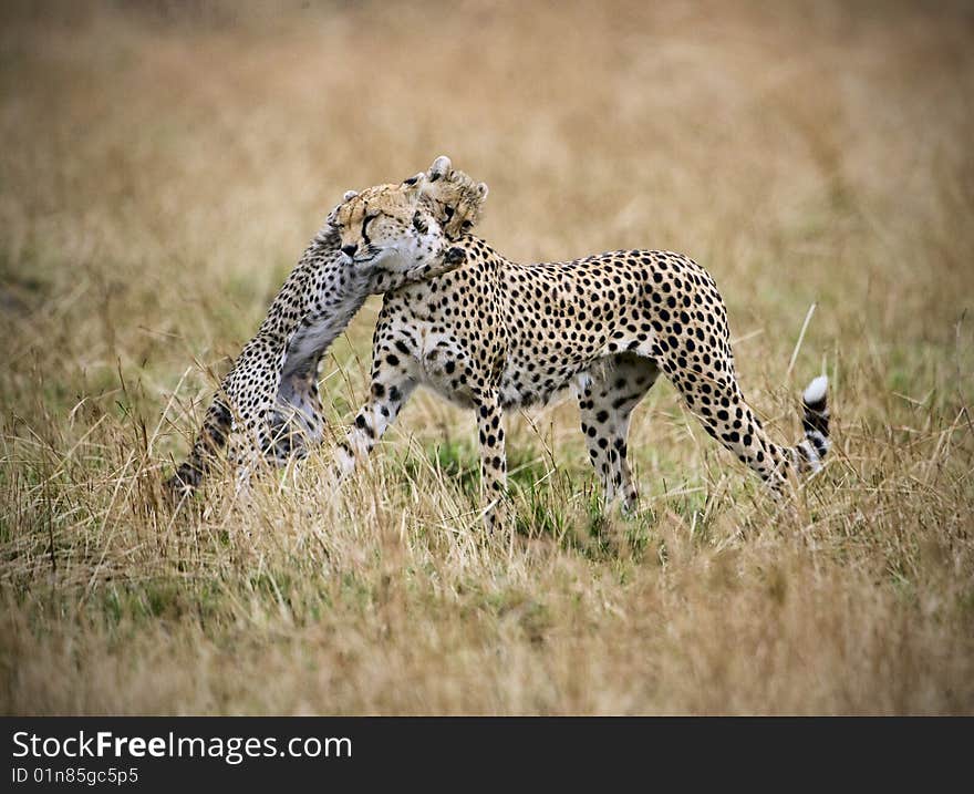 Playing Leopards