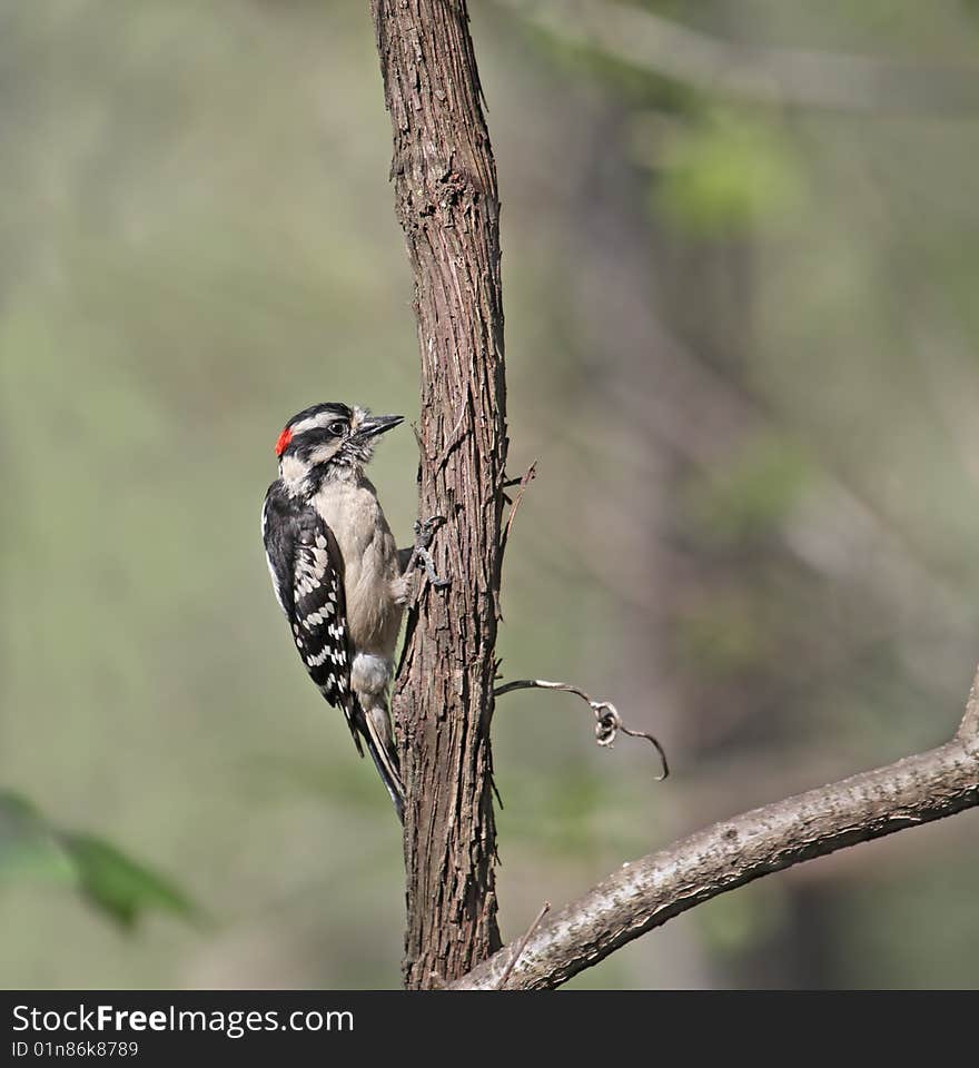 Male downy woodpecker perched on a tree