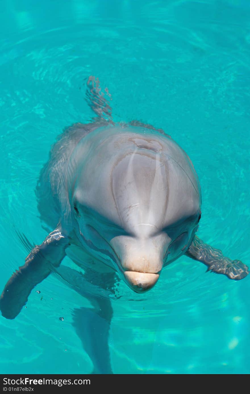 Dolphin laughing at the crowd