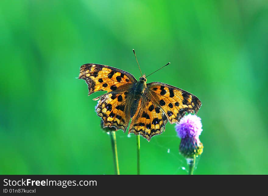 Beautiful butterfly in the field