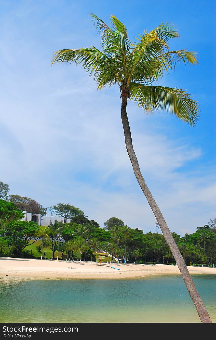 Tropical coconut tree, symbolizing holiday and leisure, along a beautiful sandy beach. Tropical coconut tree, symbolizing holiday and leisure, along a beautiful sandy beach