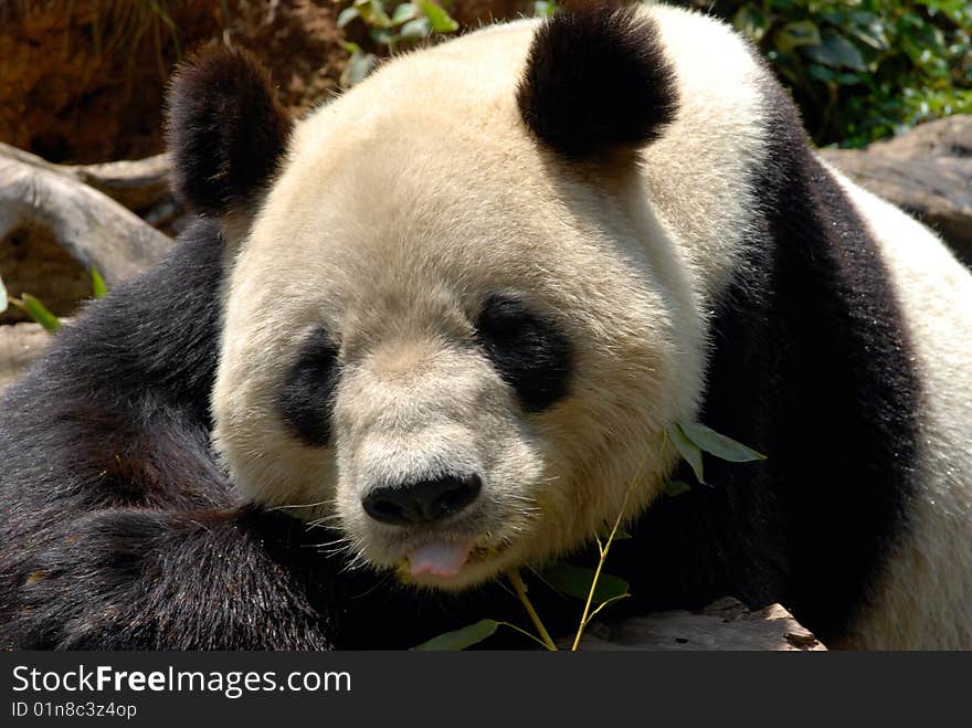 The Chinese Giant Panda Bear