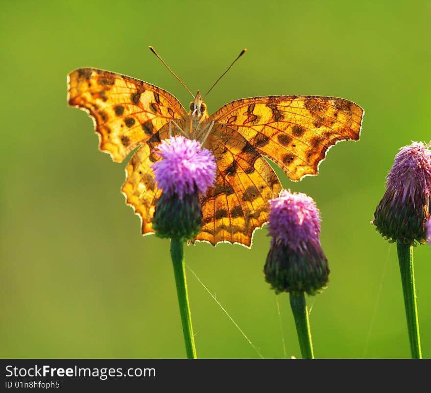 A beautiful butterfly in the spring