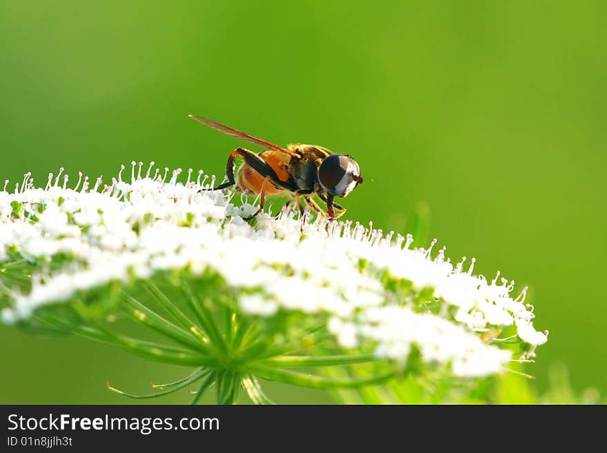 A fly is eating food