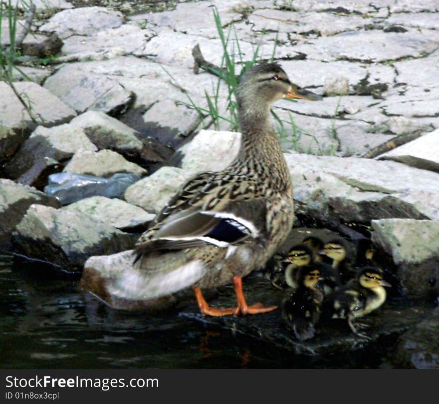 Duck family - mother duck with ducklings