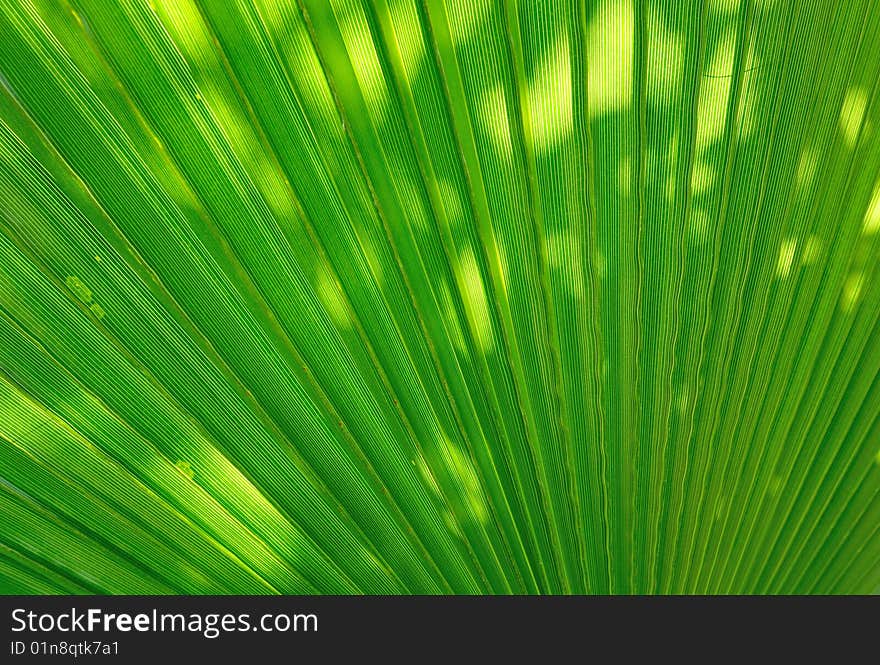 Radiant pattern of green palm leaf