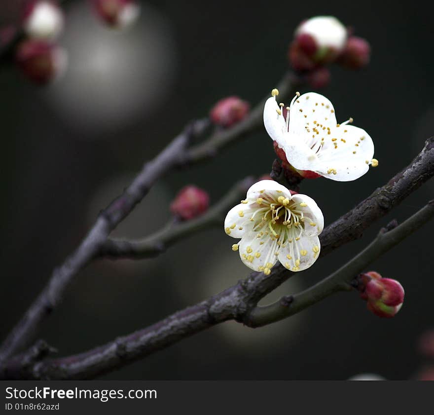 The white Plum blossom