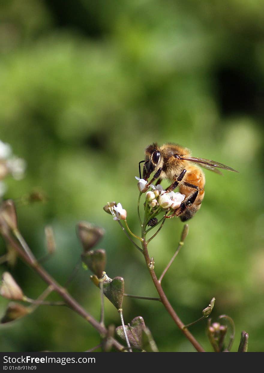 Diligent bee