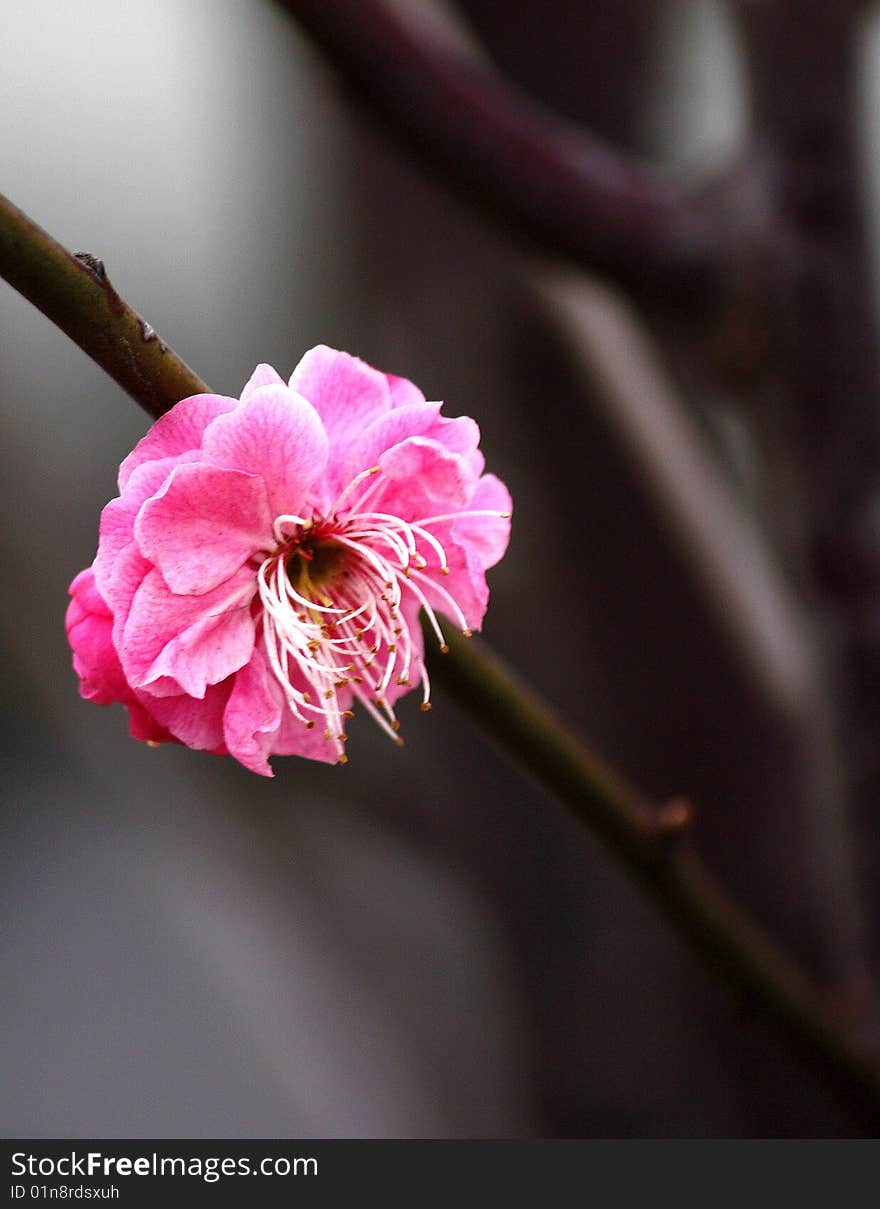 Plum Blossom