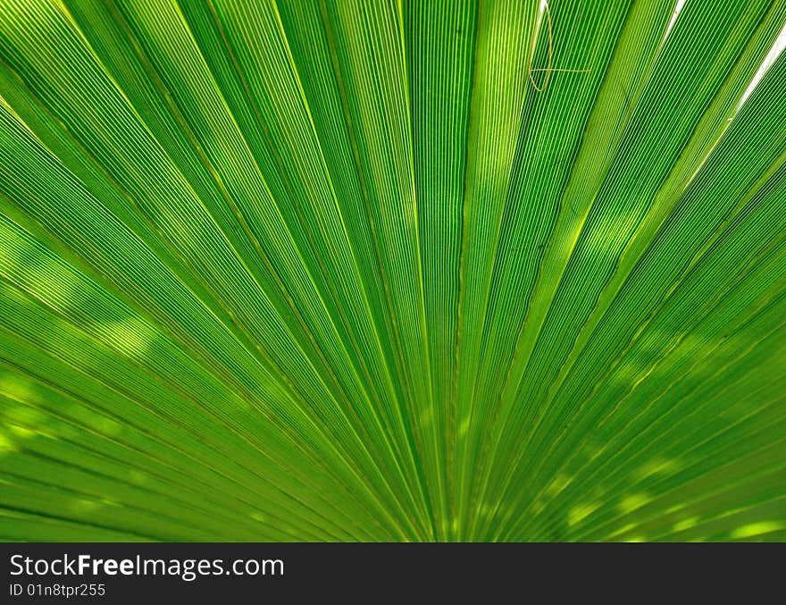 Radiant pattern of green palm leaf