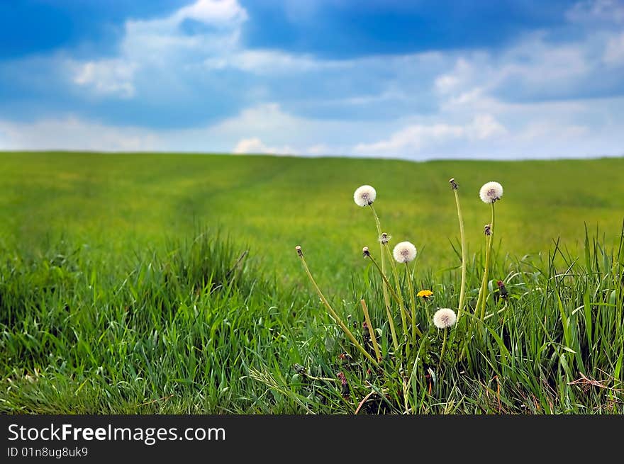 Dandelions in the calm meadow