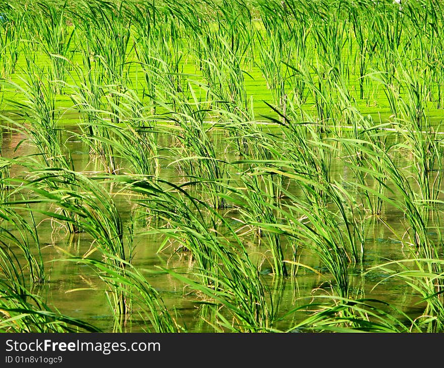 Farm Crops - Water Bamboo And Duckweed