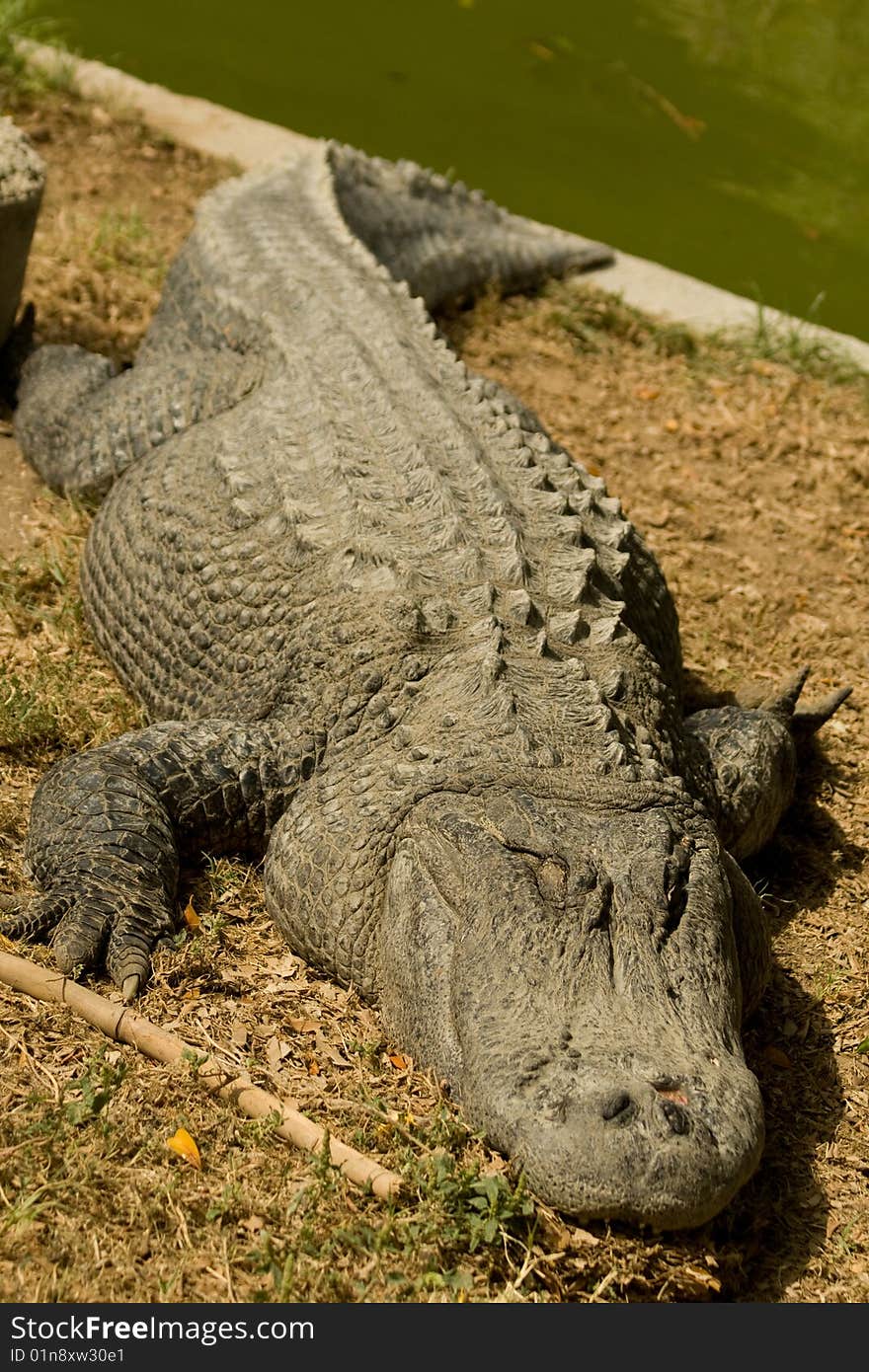 Crocodile