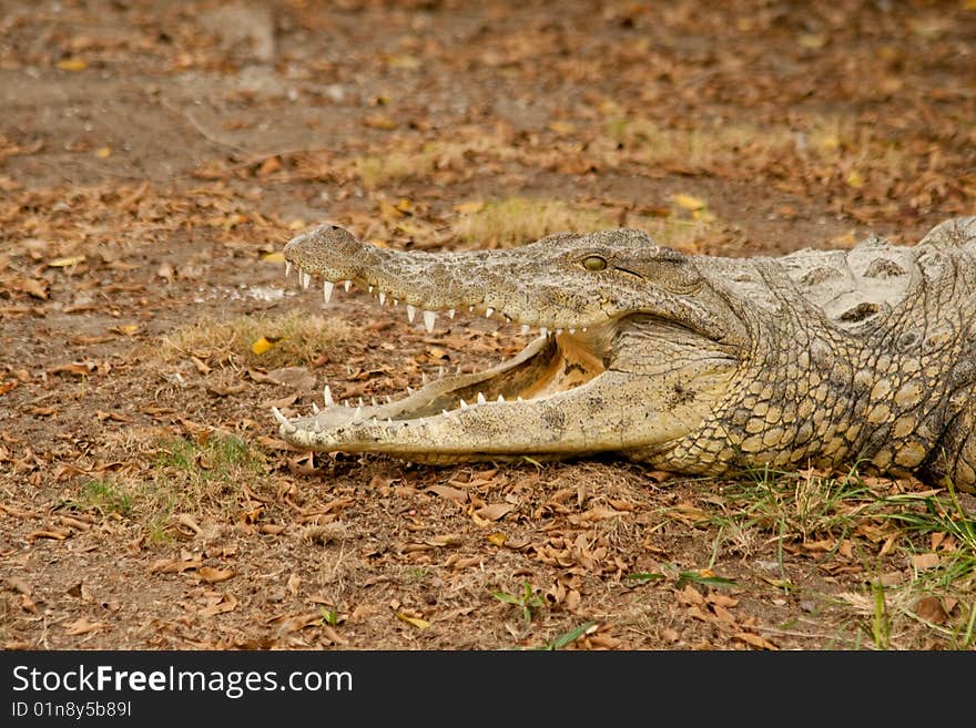 Crocodile with open mouth. You can see his teeth. Crocodile with open mouth. You can see his teeth