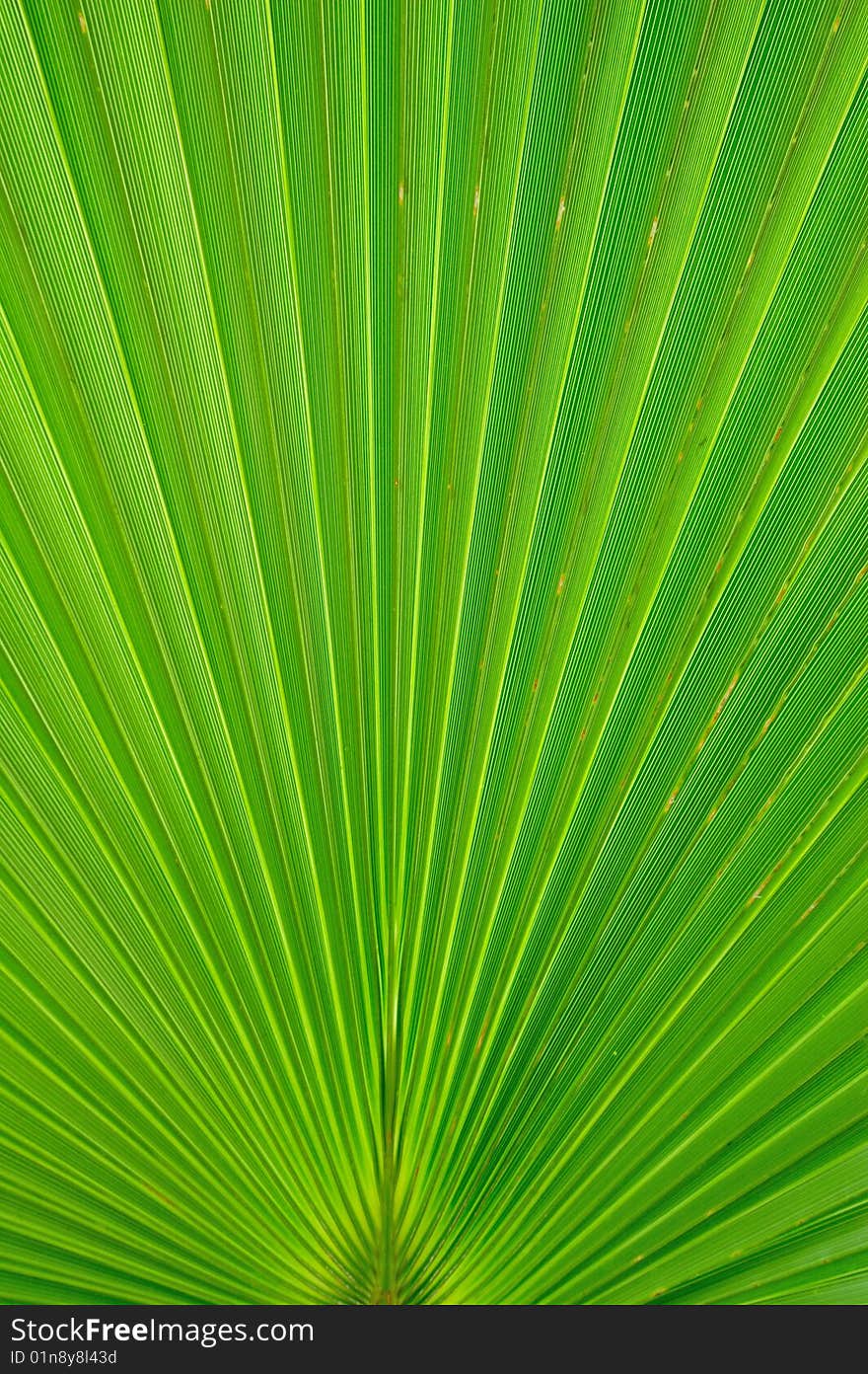 Palm leaf