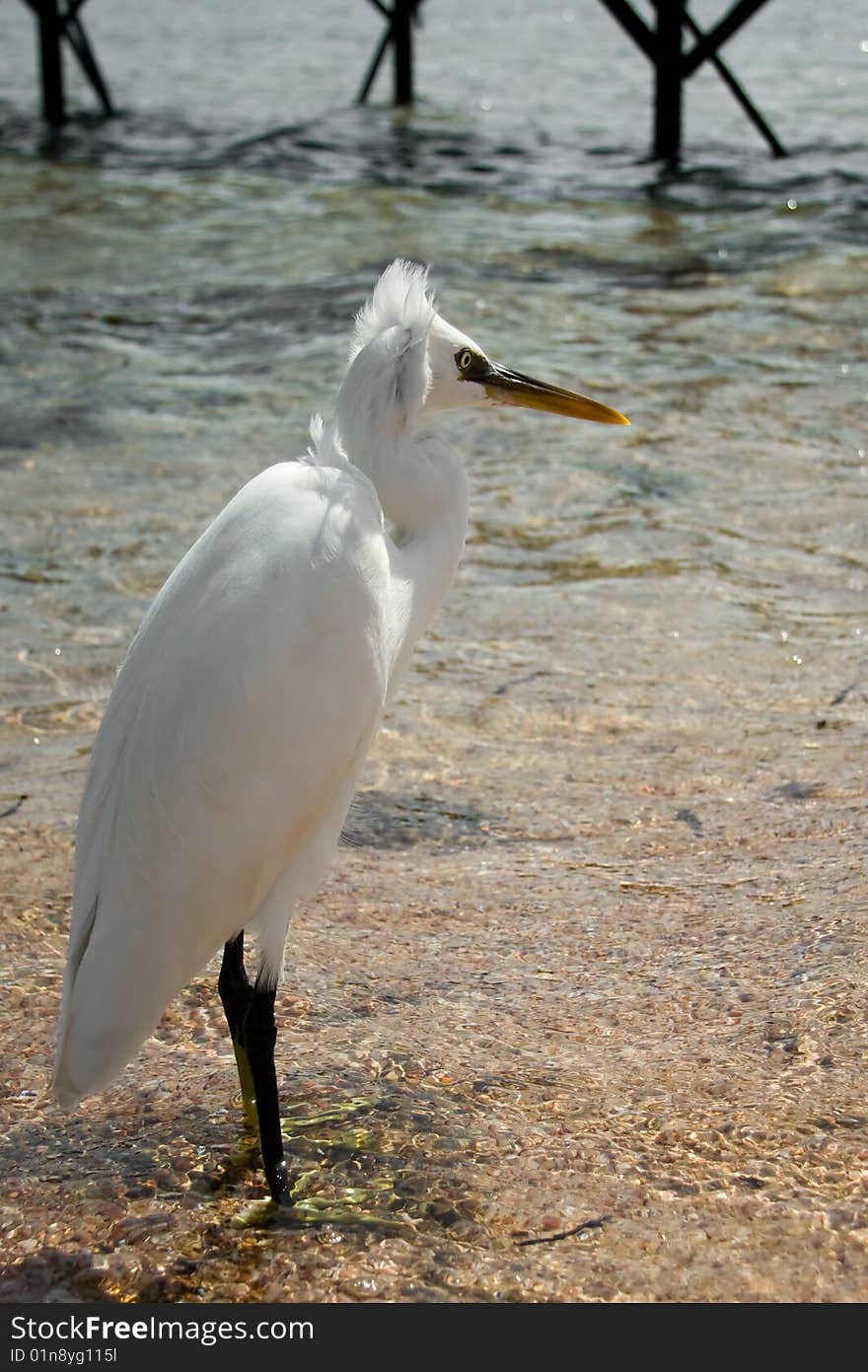 Heron standing on the seashore. In Egypt