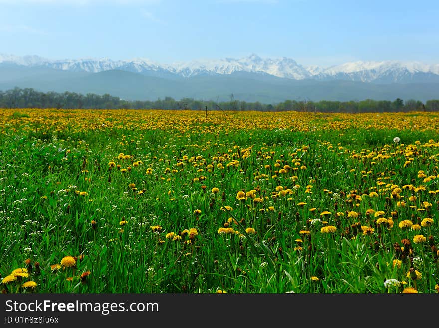 Spring blossoming field of dandelions