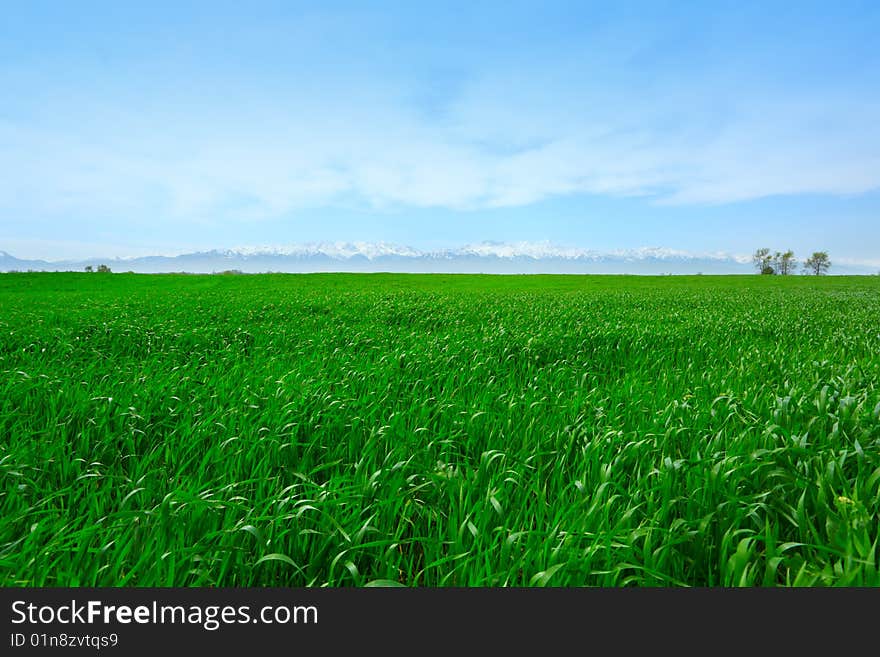 Background of cloudy sky and grass