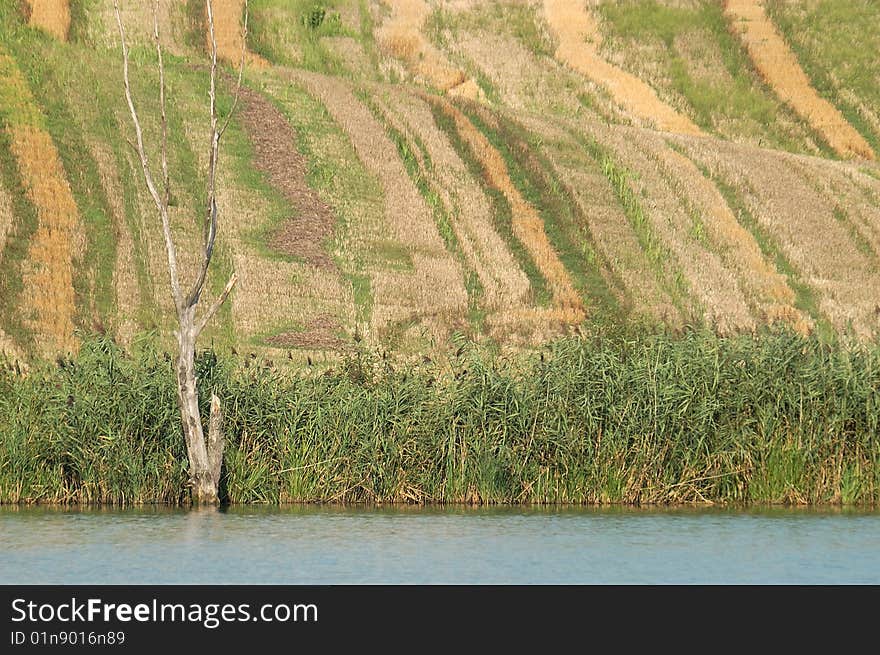 Wheat field by the lake after harvest. Wheat field by the lake after harvest