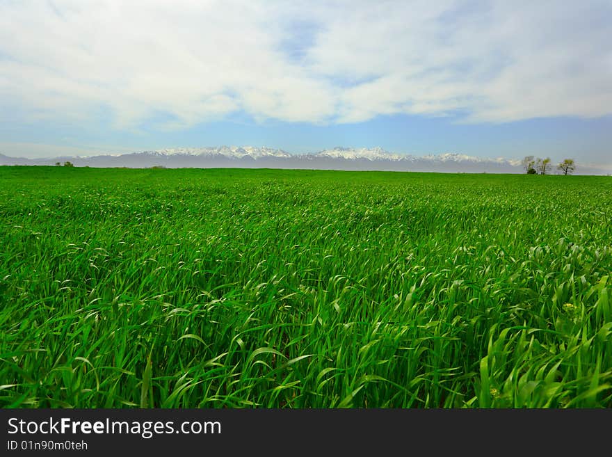 Background of cloudy sky and grass