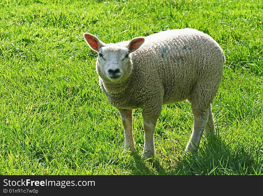 Lamb