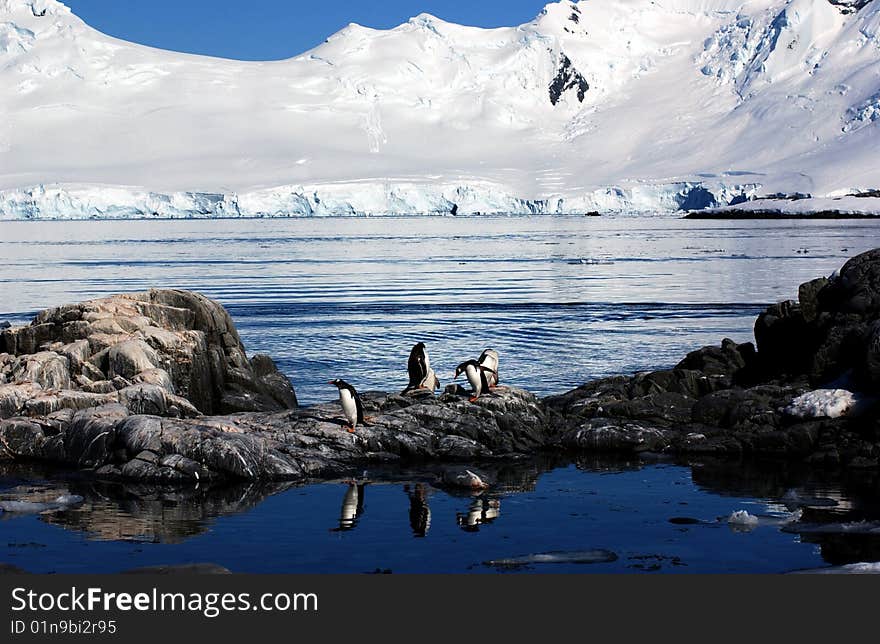 Gentoo Penguin