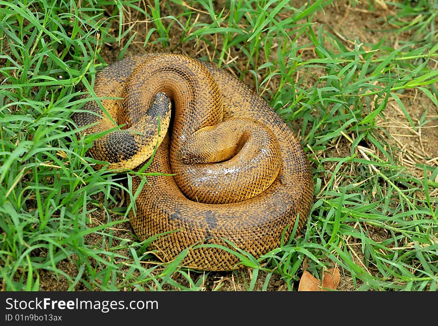 Common Rat Snake