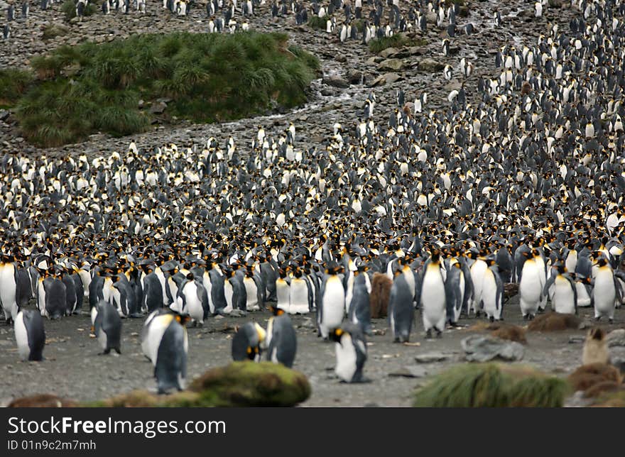 King penguin