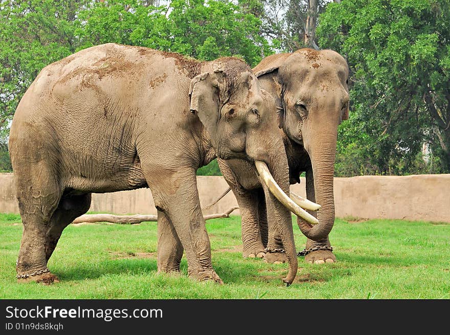 Indian Elephants