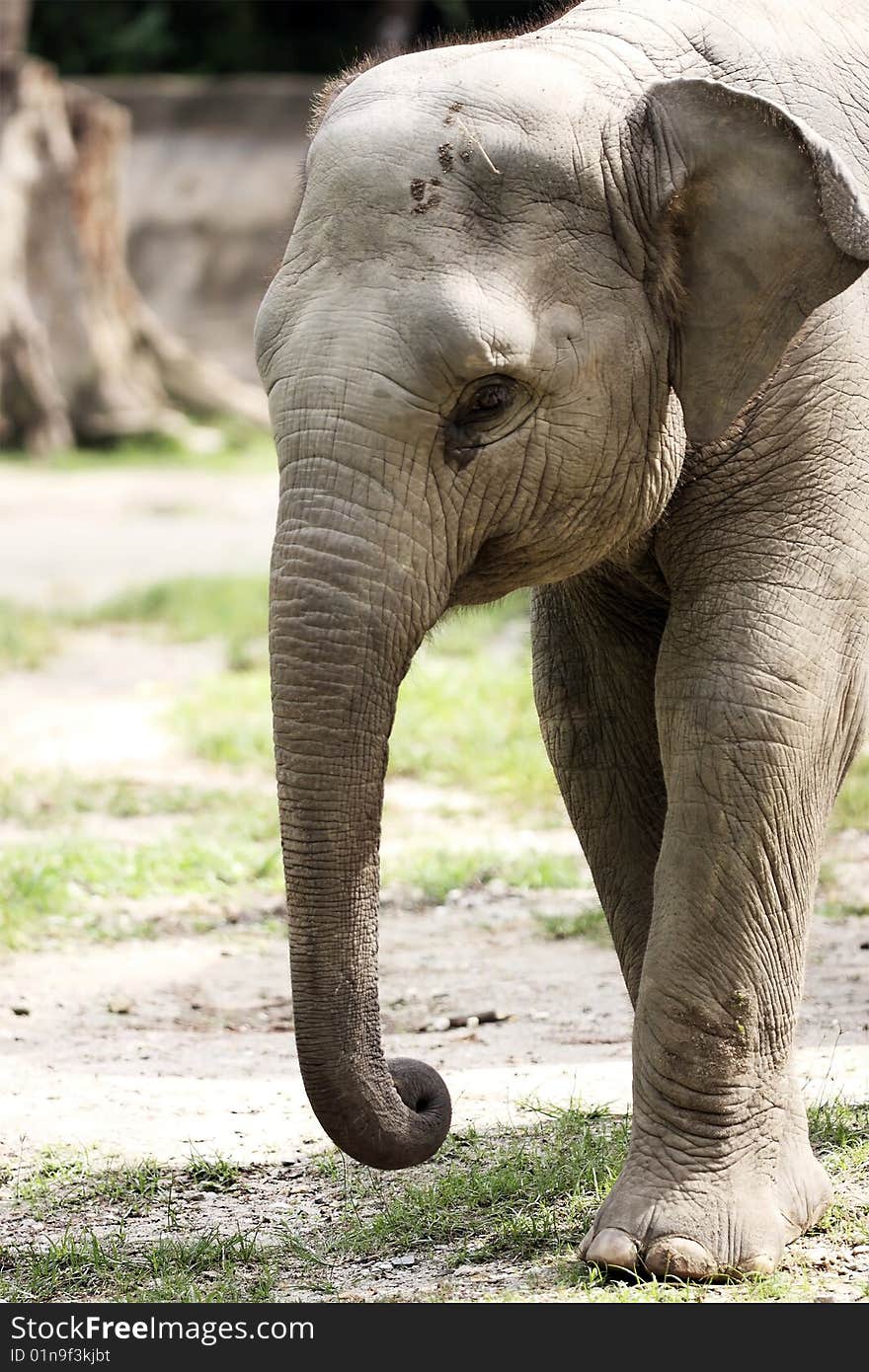 Close up portrait of a junior malayan elephant at Taiping Zoo, Malaysia.