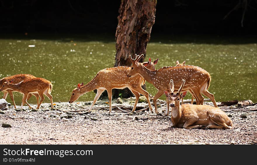 A group of axis deers walking beside river.