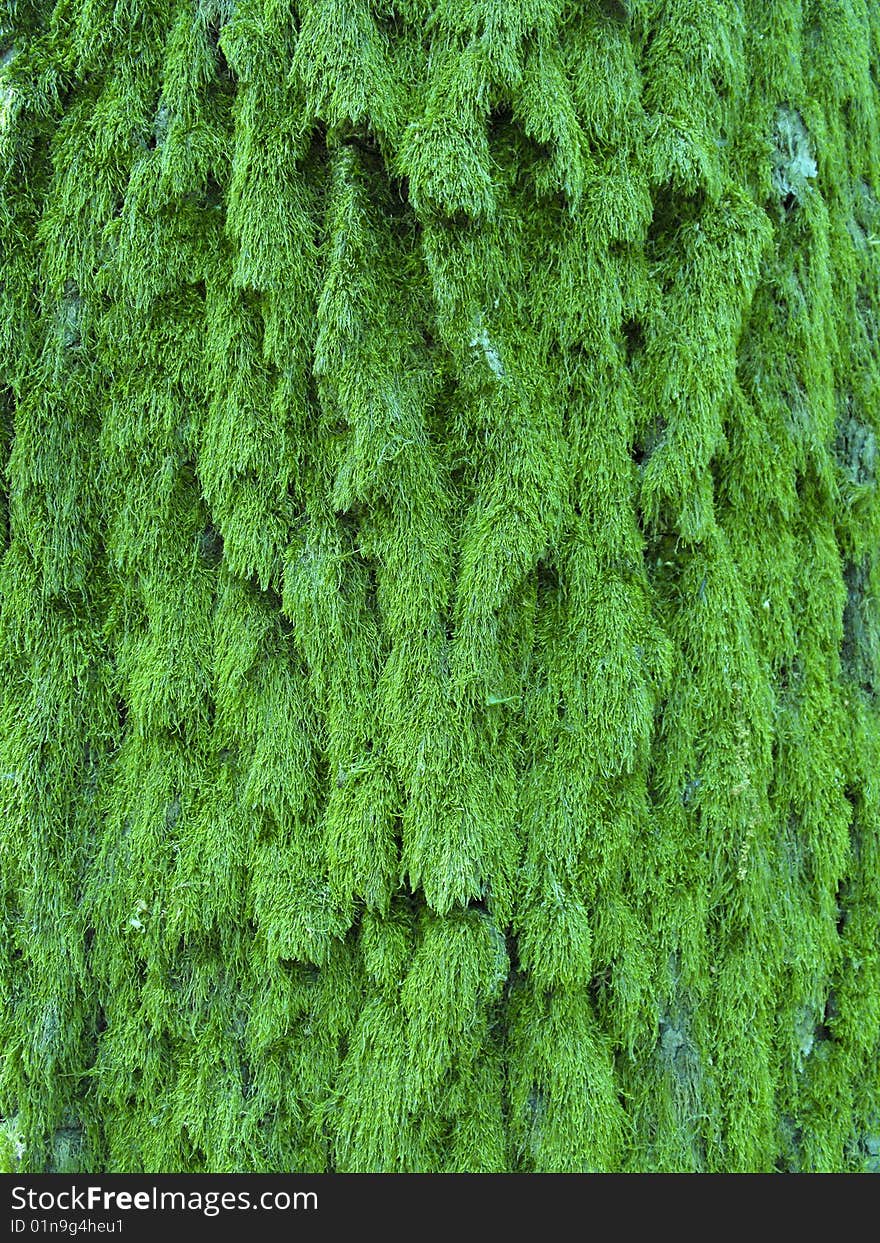 Detailed green moss texture on a tree trunk. Detailed green moss texture on a tree trunk