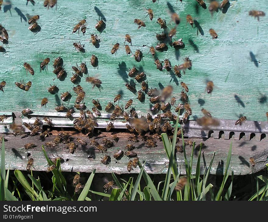 Before A Beehive.