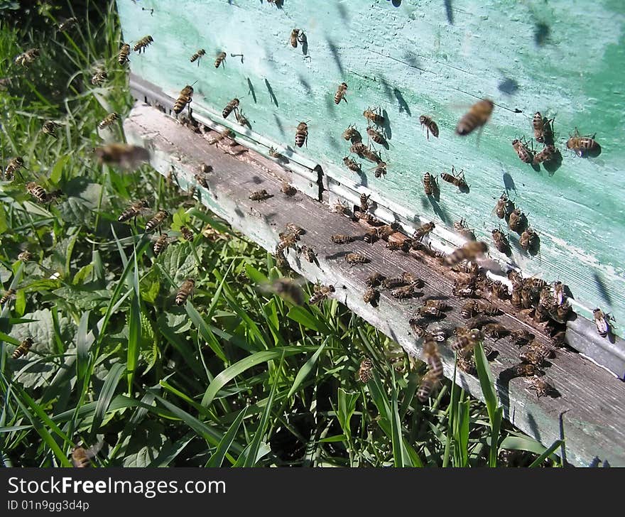 Before a beehive.