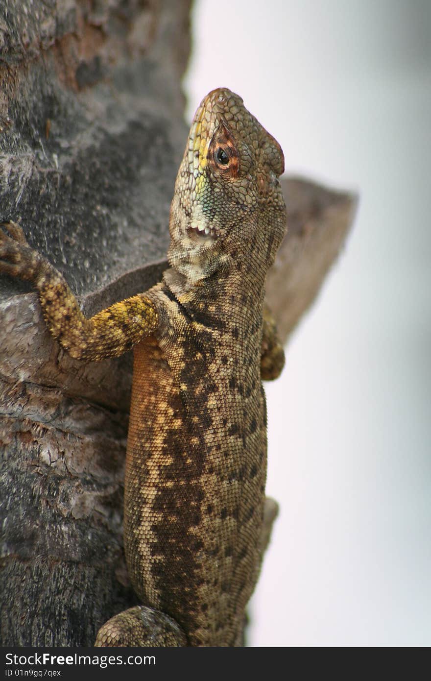 Brazilian Lizard trying to hide in a palm tree