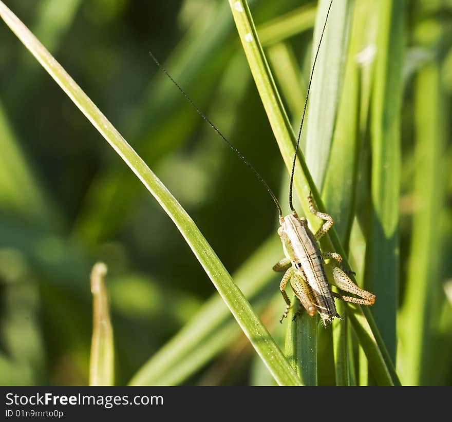 Small just born grasshoper in spring sun light. Small just born grasshoper in spring sun light