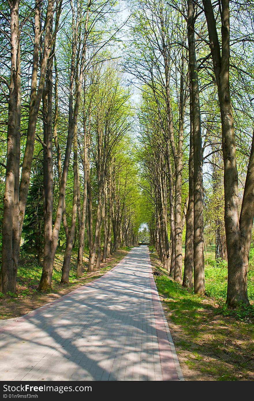 Lane in park with trees shadow