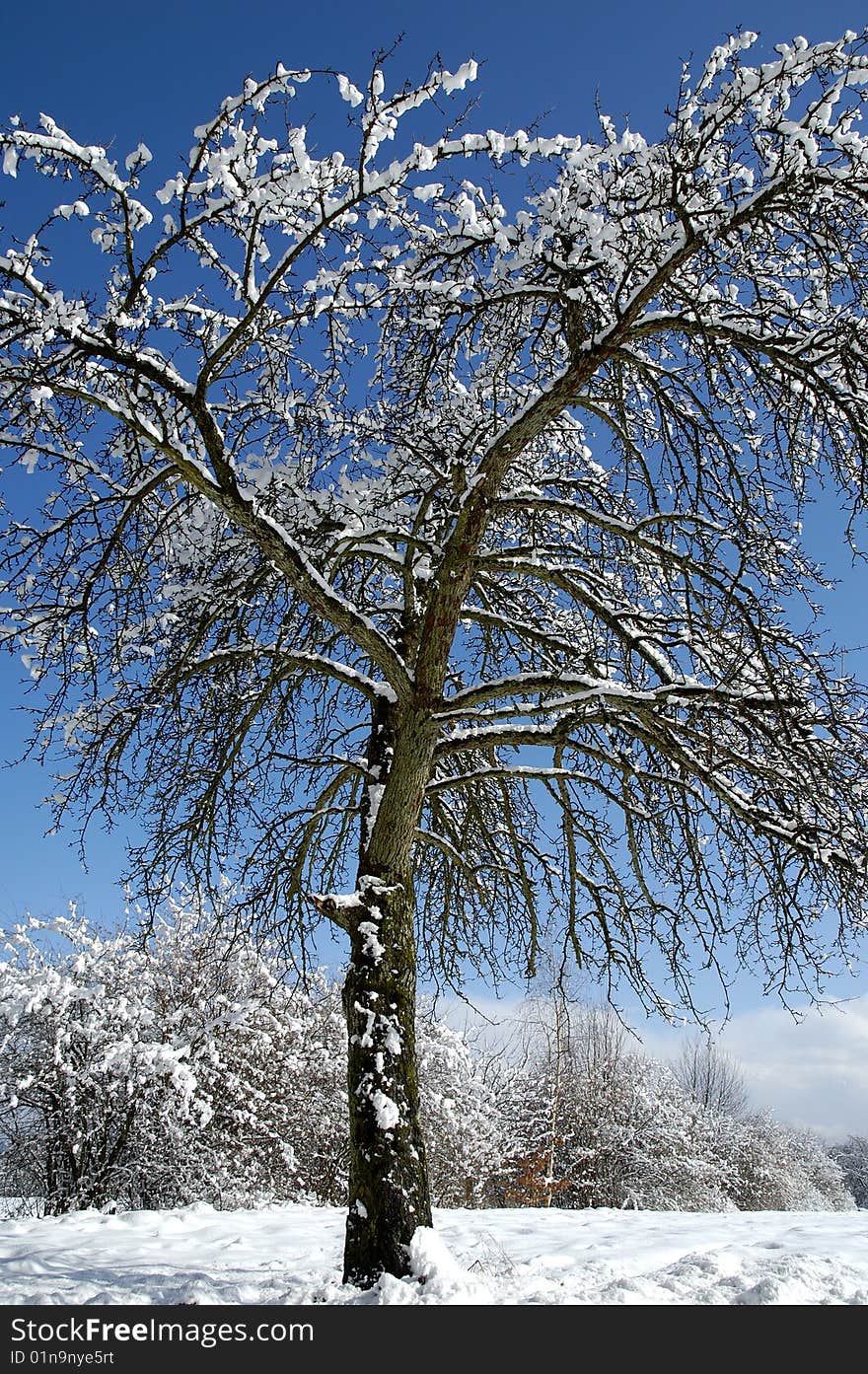 Winter landscape with a lonely tree. Winter landscape with a lonely tree