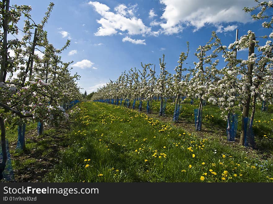 Field With Young Apple Trees, Flowered